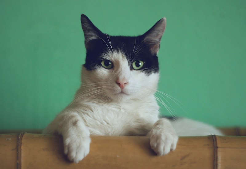 Cute Cat Main