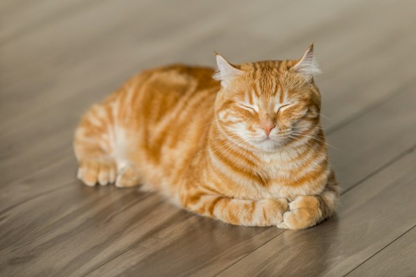 Cat photo 4